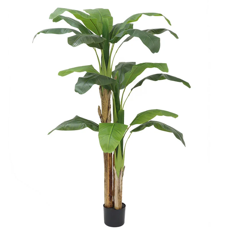 180cm/210cm Großer Bananenbaum – Bonsai Garden Restaurant Bewertung und Preis