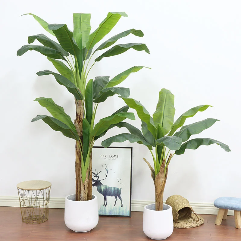 180cm/210cm Großer Bananenbaum – Bonsai Garden Restaurant Bewertung und Preis