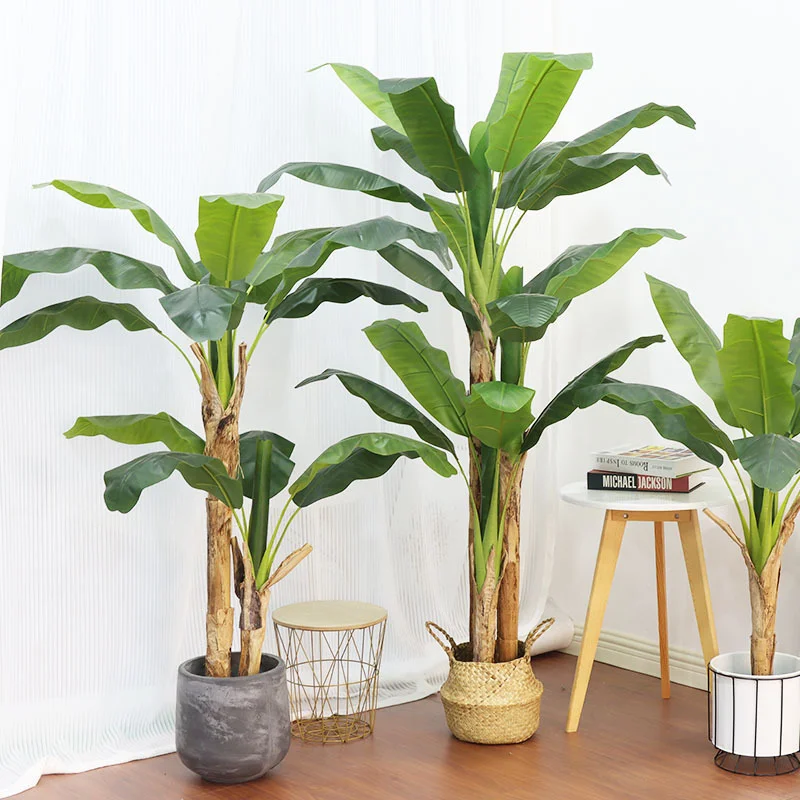 180cm/210cm Großer Bananenbaum – Bonsai Garden Restaurant Bewertung und Preis